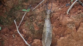 Megaloptera Corydalidae  Corydalus sp [upl. by Ardnoek290]