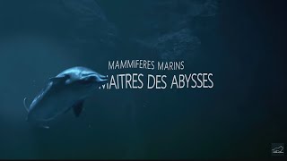 Mammifères Marins  les maîtres des abysses [upl. by Aziaf981]