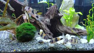 Weitzmani Corydoras [upl. by Kissie914]