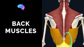 Muscles of the Back 3D Anatomy Tutorial  UKMLA  CPSA [upl. by Weinert]