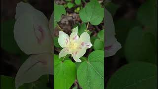 Levant cottonGossypium herbaceumMalvacea family trending nature forests wildflowers forest [upl. by Danae219]