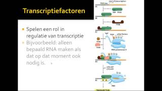 VWO Thema DNA transcriptie [upl. by Ilatan]