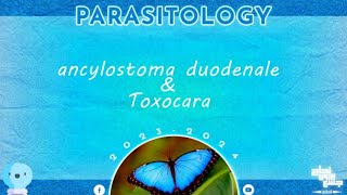 L6 part 1 Ancylostoma duodenale and toxocara Parasitology [upl. by Pinzler]