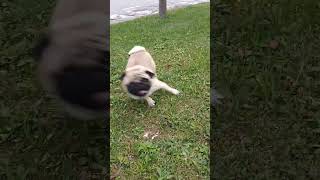 Carlino che corre carlino pug pug puglove [upl. by Odnomra]