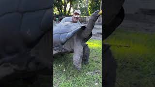 Why Turtles Arent As SLOW as We Thought 😱 [upl. by Franky]