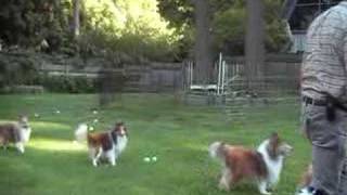 Yard full of Shelties playing [upl. by Olyhs]