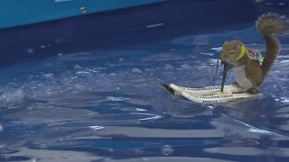 Cleveland Boat Show 2024 Twiggy The Water Skiing Squirrel [upl. by Armstrong]