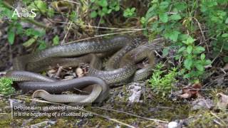 Combat mâles couleuvre dEsculape  Male aesculapian snake Fight Atheris 2017 [upl. by Ahselaf]