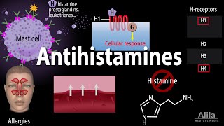 Histamine and Antihistamines Pharmacology Animation [upl. by Mamoun]