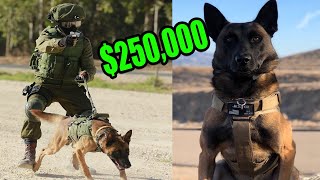 This is What a 250000 Elite Protection Dog Look like [upl. by Adala]