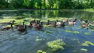 Drones Herding Peapack Gladstone NJ Geese [upl. by Vikky]