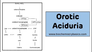 Orotic Aciduria  Pyrimidine Metabolism Disorders [upl. by Ellenid]