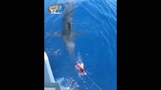 Big Game Fishing Azores [upl. by Keisling]