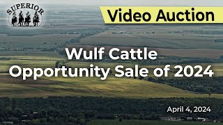 Wulf Cattle quotOpportunity Sale of 2024quot [upl. by Atiniuq72]