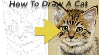 How To Draw a Cat using Pastel Pencils [upl. by Essirehc]