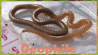 Geophilidae sp    Geophilidae  Geophile millepattes  042017 [upl. by Millham]