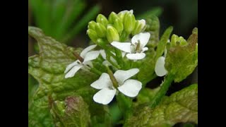 Hedge Garlic and Honesty Identification [upl. by Anerok]