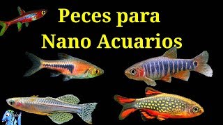 Peces para Nano Acuarios [upl. by Feodora]