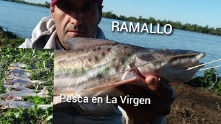 RIO PARANÁ RAMALLO hermosa pesca en la Virgen lindos paties y bagres para el frito [upl. by Emia]