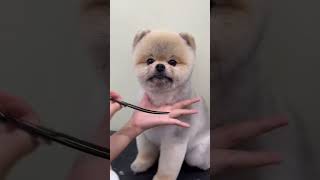 CUTE AKITA PUPPY FACELIFT AND NEW STYLING 🐾🐶🙉 pets grooming cuteanimal dog [upl. by Tenay15]