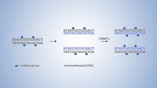 DNALC Short DNA Methyltransferases and DNA Methylation [upl. by Oinafipe]