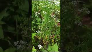 BEE POLLINATION FOR CORIEANDER pollination bee honeybee honey farming farm OrganicMandya1 [upl. by Ty]