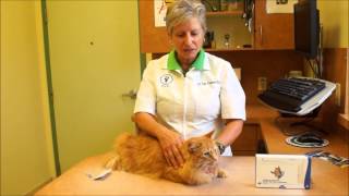 Flea Treatment for Cats How to Apply Revolution for Cats [upl. by Nogas]