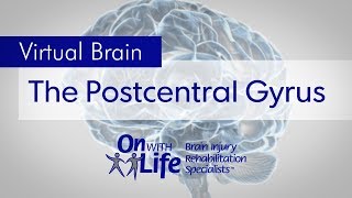 On With Life Virtual Brain  Post Central Gyrus [upl. by Tedder]