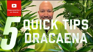 5 Quick tips Dracaena [upl. by Avera]