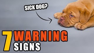 7 Warning Signs Your Dog May Be Sick  Talkin Dogs List Show [upl. by Ahsekin40]