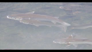 1130329 The flathead grey mullet is euryhaline and spend the young at rivers [upl. by Violeta]