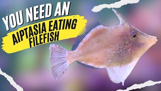 Aiptasia Eating Filefish How to be Successful with These 5 Easy Tips [upl. by Phyllys]