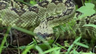 Blacktailed Rattlesnake Crotalus molossus  Santa Rita Mountains Arizona [upl. by Juetta]