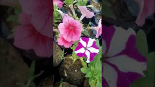 How to Grow Star Petunia Flowers Quick Guide Shorts flowerbeauty nature [upl. by Appel584]