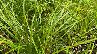 Grass Lawn Alternatives  Video 1 Pennsylvania Sedge Carex Pensylvanica [upl. by Lipfert687]