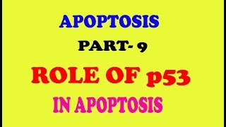 ROLE OF p53 PROTEIN IN APOPTOSIS part9 [upl. by Ayikin]