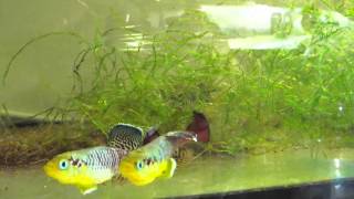 Nothobranchius guentheri amazing Killifish [upl. by Refinney]