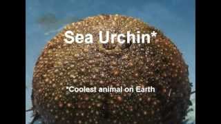 Sea Urchin Dissection [upl. by Limann]