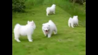 Puppy Love  Samoyed Puppies [upl. by Dione]