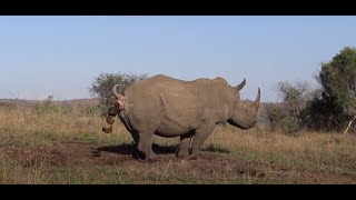 Amazing video of Rhino marking territory including a Flehmen grimace after female urinates [upl. by Adnoma911]