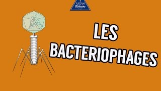 04  Les Bactériophages [upl. by Jared]