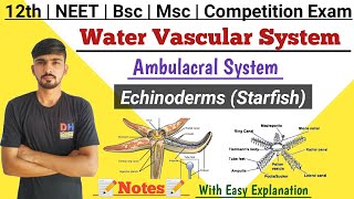 Water Vascular System In Hindi  Echinoderms Starfish  Ambulacral System  By Dadhich Sir [upl. by Atiroc]