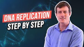 6 Steps of DNA Replication [upl. by Eiznyl577]