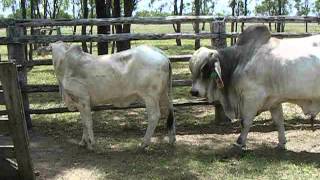 Brahman bull serving [upl. by Acie191]