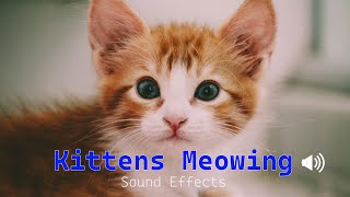 Kittens Meowing Sound Effects  Newborn kitten meows [upl. by Winikka]