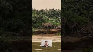 Pulo no veneno onça pega jacaré em alta velocidade [upl. by Lotsirk]