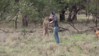 Kangaroo BoxingMan Punches a Kangaroo in the Face [upl. by Eenet784]