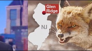 Rabid fox attacks 5 people in New Jersey [upl. by Stan118]