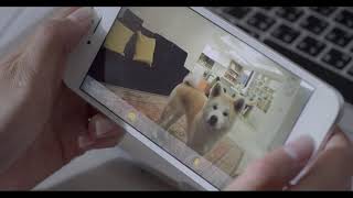 The 1 Best Gift for Dogs  Furbo Dog Camera [upl. by Itram949]