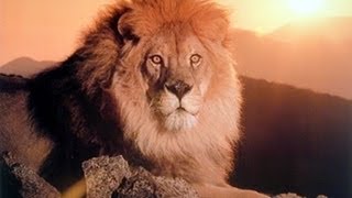 Be Like a Lion ᴴᴰ ┇ Must Watch ┇ by Br Mustafa Hosny ┇ The Daily Reminder ┇ [upl. by Leesa824]